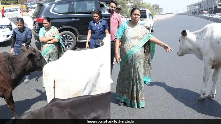 Action Against Illegal Dairies After Delhi Chief Minister's Convoy Held Up By Cows