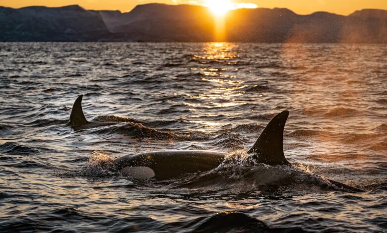 Gang Of 60 Killer Whales Attack And Devour Pygmy Blue Whale In Brutal Video