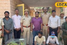 Rajasthan Parrot Smuggling: जोधपुर में 165 जंगली तोतों की तस्करी करते हुए दो आरोपी गिरफ्तार.