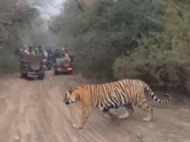 टाइगर्स ने उड़ाई सरिस्का वन विभाग की नींद, हमले के बाद अलर्ट मोड पर प्रशासन
