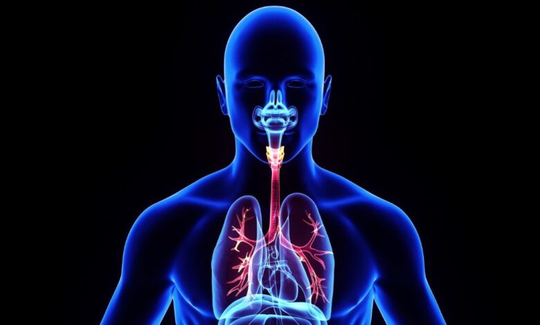 Smallest Organ: शरीर का सबसे छोटा अंग कौन सा है? इसका क्या होता है काम, साइज जानकर चौंक जाएंगे