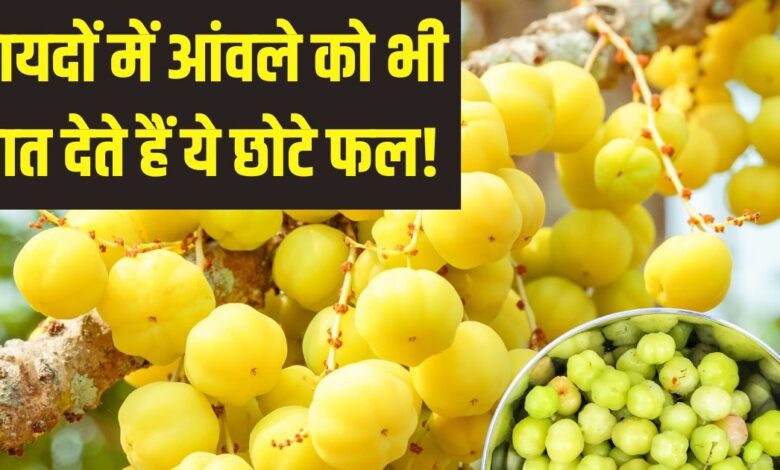 Star Gooseberry Unique Blend of Taste and amazing Health Benefits in hindi | स्वाद और सेहत से लबालब है 'स्टार गूजबेरी'! यह आंवला तो नहीं, पर उससे कम भी नहीं, सेवन से होंगे चौंकाने वाले लाभ