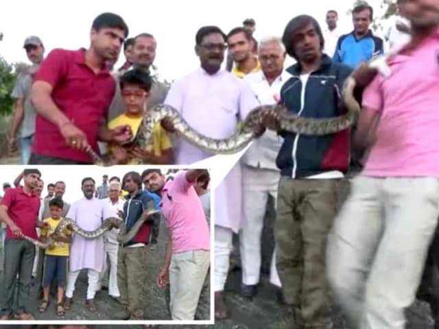 अजगर के साथ सेल्फी लेना पड़ा महंगा, गड़ा दिए दांत, चिल्ला भी नहीं पाया शख्स