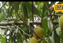 एक फल, 36 बीमारियों का इलाज, कैंसर से लेकर स्किन तक सबका रखे ख्याल, जल्द बाजार में उपलब्ध