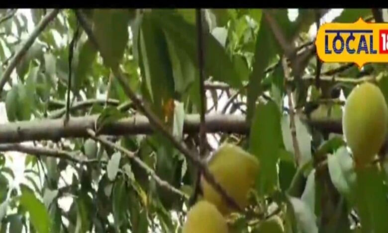 एक फल, 36 बीमारियों का इलाज, कैंसर से लेकर स्किन तक सबका रखे ख्याल, जल्द बाजार में उपलब्ध