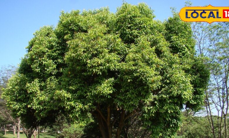 औषधीय गुणों से भरपूर है जामुन के फल, बीज, पत्ते, छाल और जड़ें, शुगर को करता है कंट्रोल, पाचन शक्ति बढ़ाने में असरदार – News18 हिंदी