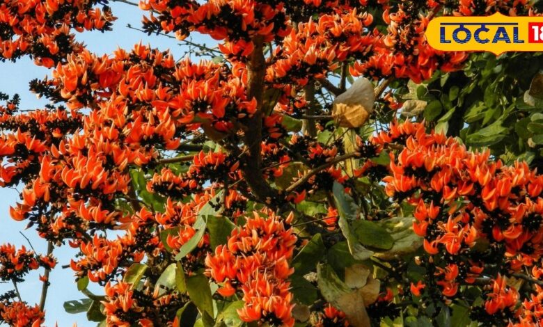 गर्म हवाओं से निपटने का रामबाण उपाय, आयुर्वेद में शीतलता का राजा है ये फूल...