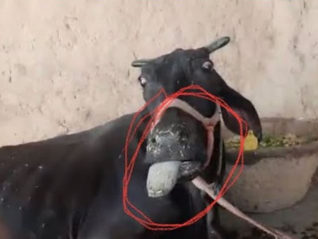 गायों में फैली रहस्यमई बीमारी, एक महीने में 500 गौ माता की मौत, मचा हाहाकार!