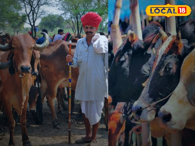गौशालाओं में अलर्ट मोड ऑन! गर्मी से बचाने के लिए सरकार ने दिए खास निर्देश!