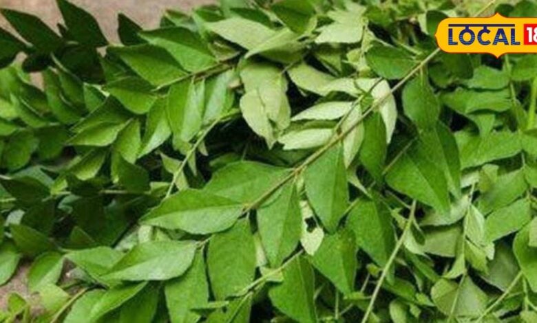 झड़ते और सफेद होते बालों का अचूक इलाज, सुबह खाली पेट खाएं ये हरा पत्ता, जानें