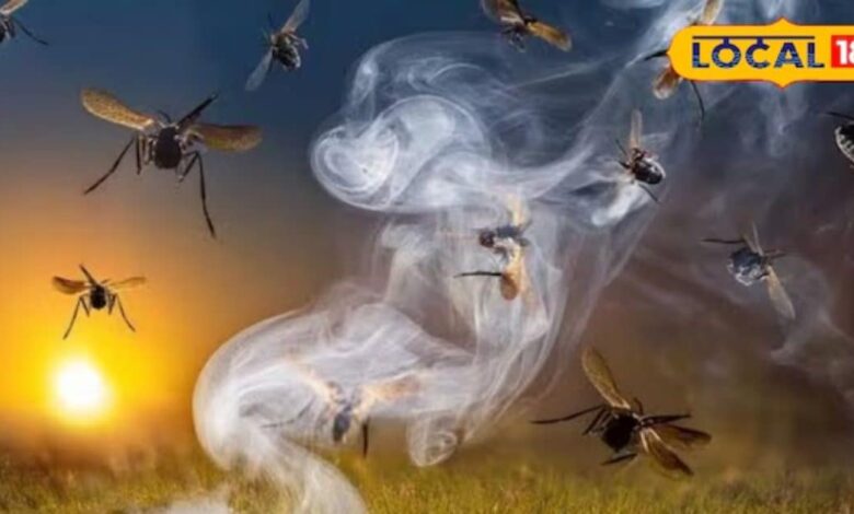डेंगू-मलेरिया का खतरा खत्म, मच्छर होंगे गायब, अपनाएं ये असरदार देसी उपाय