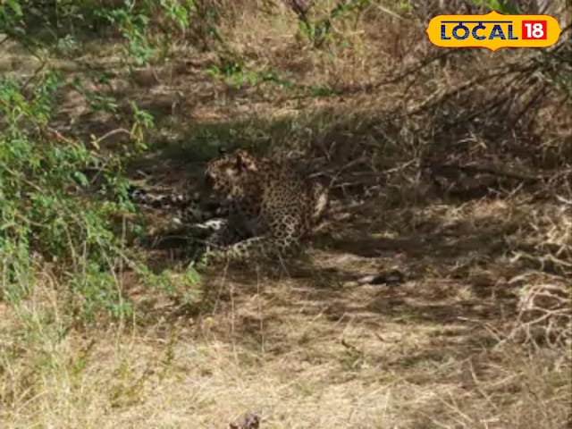 पाली के जंगलो में दिखा यह खूंखार जानवर, देखते ही लोगो के उड़ गए होश