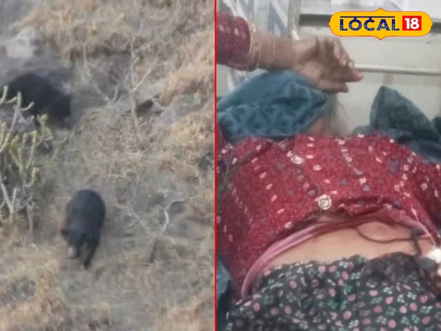 भालू