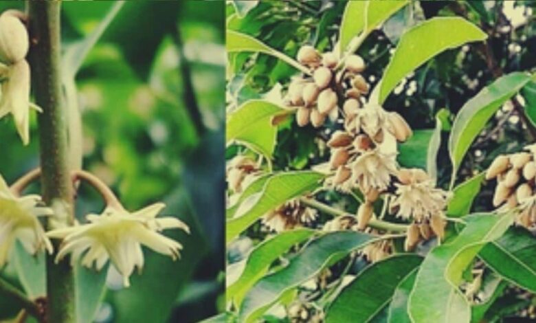 सर्वगुण संपन्न है ये औषधि, दांत दर्द, मुंह की बदबू, पेट की बीमारी का दुश्मन, वजाइनल डिस्चार्ज भी रोके