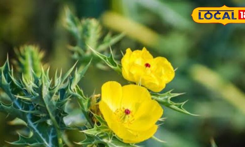 सेहत के लिए संजीवनी है सत्यानाशी का पौधा, मिलेगा ताकत का ओवेरडोज, सेवन करने पर दिखेंगे सालों-साल तक जवान – News18 हिंदी