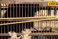 100 फीट गहरा कुआं... प्यासा भालू... और 5 घंटे का सांस रोक देने वाला रेस्क्यू!