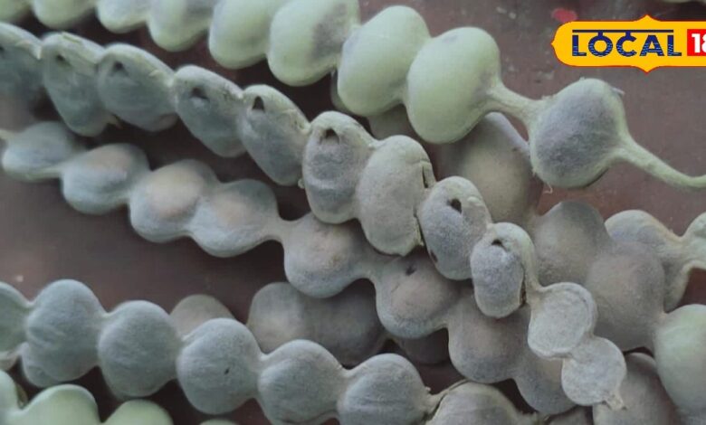 Ayurvedic Benefits: आयुर्वेद में उपयोगी है बबूल का पेड़, दांतों और त्वचा की समस्याओं में लाभकारी है इसकी छाल, पत्ते, बीज और फल