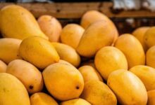 मार्केट में आया जहरीला आम! झोले में ले जा रहे मौत, दो सौ रुपए किलो खरीद रहे लोग