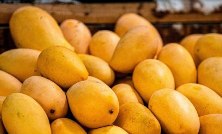मार्केट में आया जहरीला आम! झोले में ले जा रहे मौत, दो सौ रुपए किलो खरीद रहे लोग