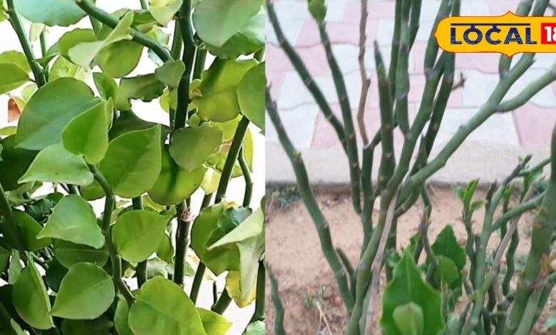 This plant many wonders cures pain of pile, snakes not come