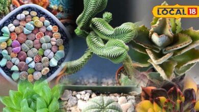 Turn Your Garden Work of Art Discover 5 Unique Succulent Plants – News18 हिंदी