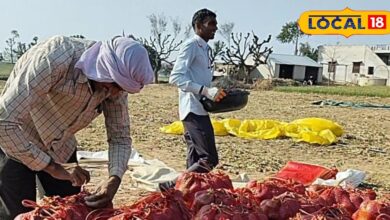 Sikar's Rasidpura village is very special, this single village supplies onions, milk and seeds to many states, onion is cultivated here twice a year