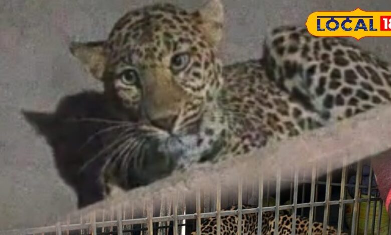 Leopard entered the house at night in search of dog, villagers were in panic, rescue operation went on for hours