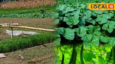 Cultivate these vegetables in summer season and get good profits, they are in high demand in the market too