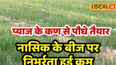 Farmers in Khairthal Tijara district have grown plants from onion seeds in 2500 hectares reducing dependence on seeds from Nashik