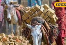 Nagaur News: भीषण गर्मी में भारवाही पशुओं की दोपहर में ड्यूटी पर रोक, राजस्थान सरकार का अहम फैसला