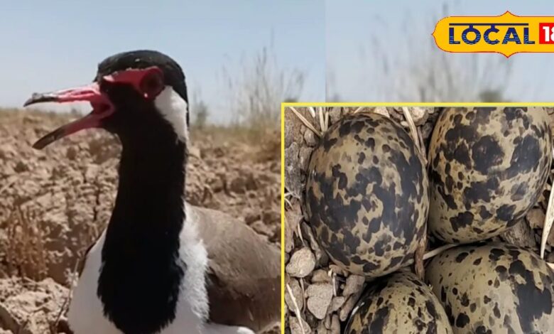 Indian Meteorological Department by Sandpiper bird eggs