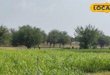 किसानों के लिए वरदान है ये फसल, कम पानी में होगा बंपर पैदावार,नोटों से खचाखच भर जाएगाी तिजोरी