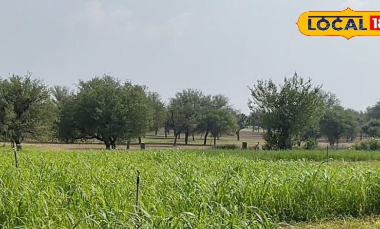 किसानों के लिए वरदान है ये फसल, कम पानी में होगा बंपर पैदावार,नोटों से खचाखच भर जाएगाी तिजोरी