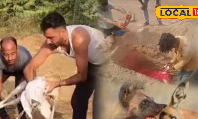 these dangerous animals hunting deer know incident
