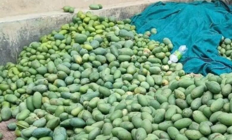 इस बार आम के लिए तरसेंगे राजस्थानी, ना मिलेगा लंगड़ा, ना चख पाएंगे दशहरी, एक घंटे में फसल तबाह