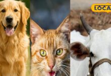love your pet then be careful do not take precautions