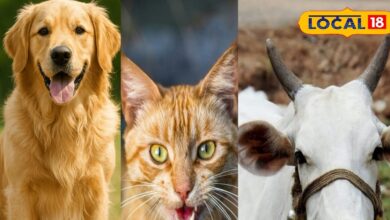 love your pet then be careful do not take precautions