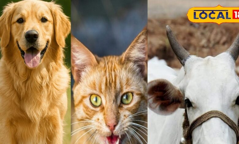 love your pet then be careful do not take precautions