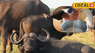 Even in summer, cows and buffaloes will give buckets full of milk, know how to take care of animals in summer, the temperature is this much