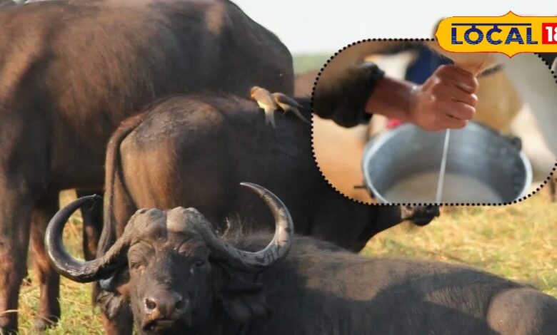 Even in summer, cows and buffaloes will give buckets full of milk, know how to take care of animals in summer, the temperature is this much