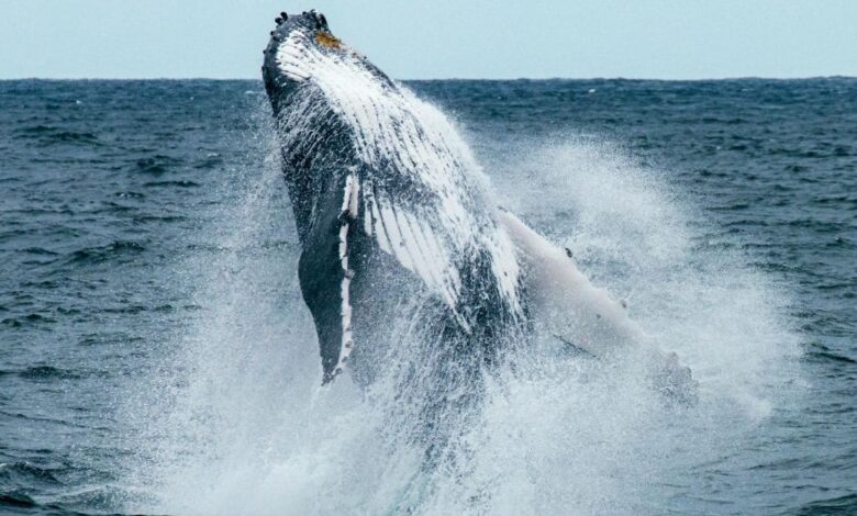 NASA Spots Plankton Swarms from Space to Help Save North Atlantic Right Whales