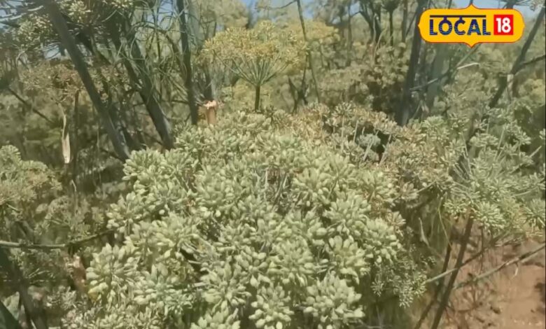 तनाव बढ़ा तो आगरा तैयार! अस्पतालों से लेकर एम्बुलेंस तक सब ऑन अलर्ट