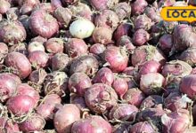 सीकर में बारिश से प्याज की फसल खराब, किसानों को भारी नुकसान.