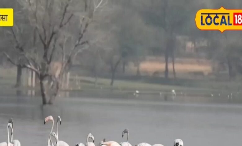 The last batch of migratory birds is returning from Morel Dam, they will be seen again in winter