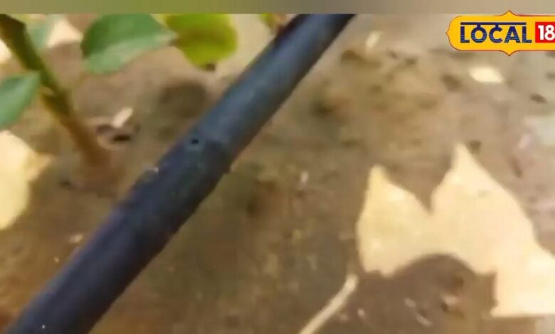 सिंचाई की इस विधि से नहीं लगता फसलों में रोग, किसान का समय, पानी और मेहनत भी बचेगी, जानें एक बीघे का खर्च