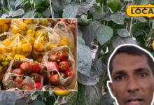 Vegetable Farming: बीएड की पढ़ाई करके शुरू की खेती, आधुनिक तकनीक से हरी, पीली और लाल शिमला मिर्च उगाकर कमा रहे लाखों