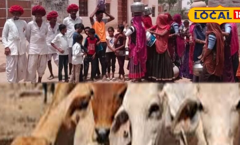 प्यास से बेहाल मवेशी, पशुपालक परेशान...एक साल से सूखा पड़ा है नल, नर्मदा परियोजना की आपूर्ति ठप – News18 हिंदी