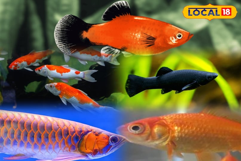 news 18 