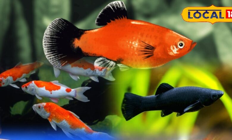 अपने एक्वेरियम में रखें ये 5 शुभ मछलियां, बढ़ेगी पॉजिटिविटी और मिलेगा धन-लाभ – News18 हिंदी