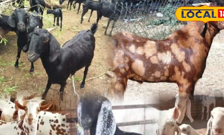 पशुपालकों के लिए FD है बकरी की ये नस्ल, पाल लिया तो कुछ सालों बाद लागत से कई गुना फायदा